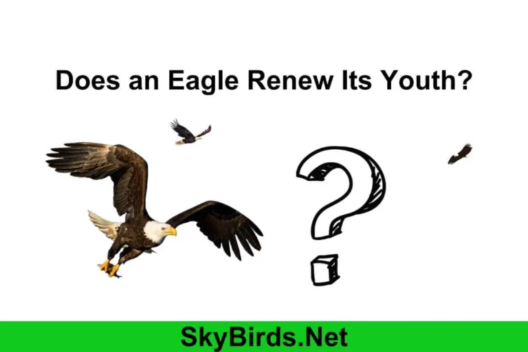 Does an Eagle Renew Its Youth? Inspirational