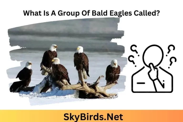 What Is a Group of Bald Eagles Called? A comprehensive Guide