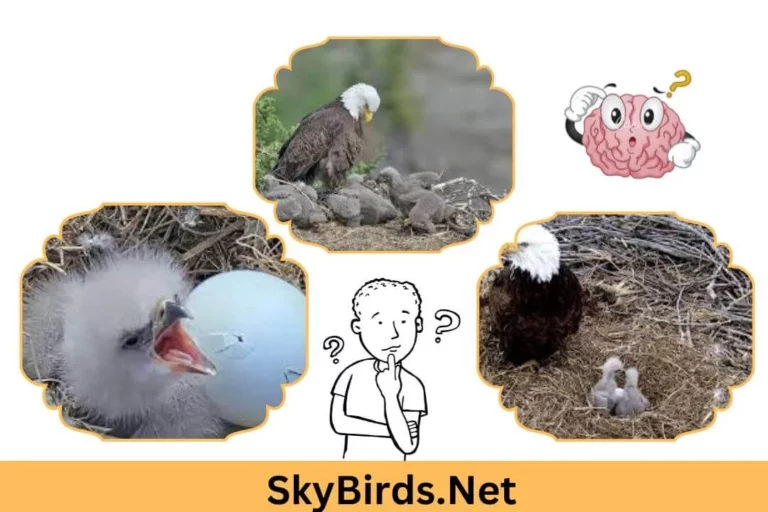 How Do Eagle Eggs Get Fertilized: Understanding the Reproduction Process of Eagles