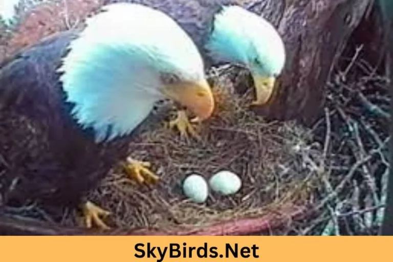 How Long After Mating Does an Eagle Lay Eggs? Curiosity and Fascination
