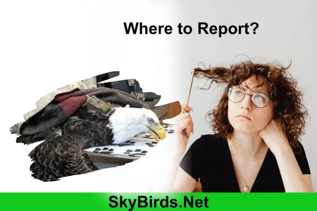 Reporting Injured or Distressed Eagles