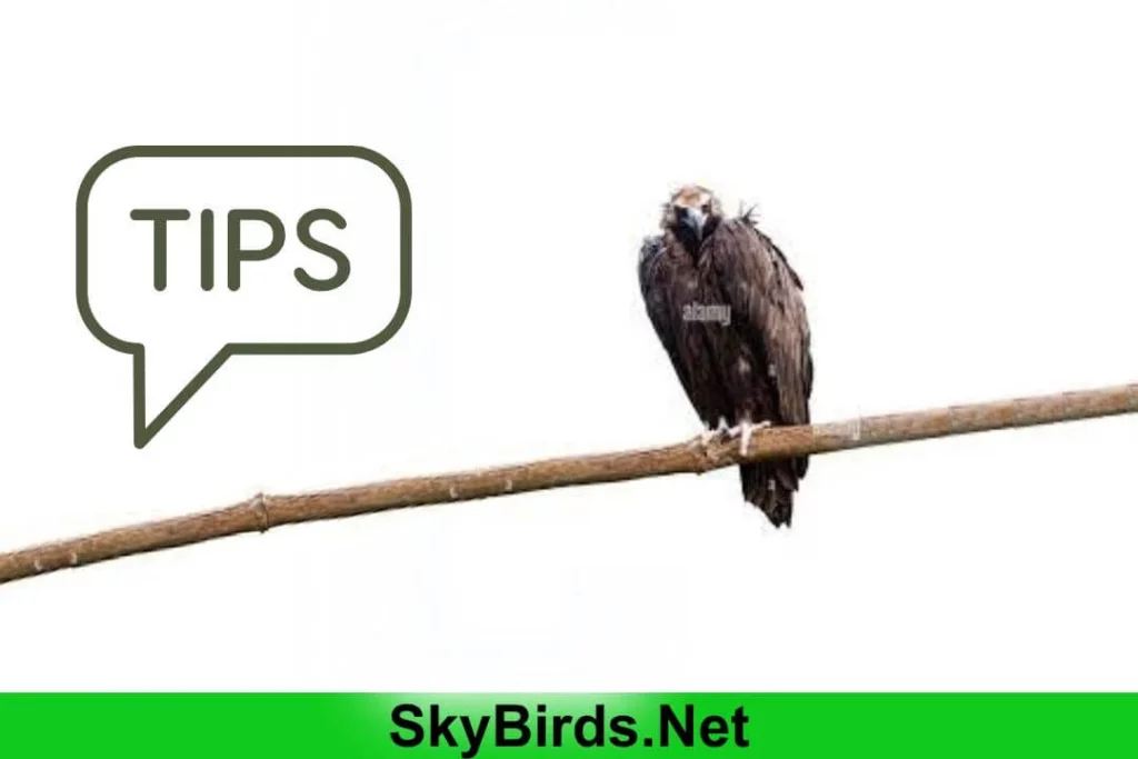 Tips for Safe Interactions with Eagles